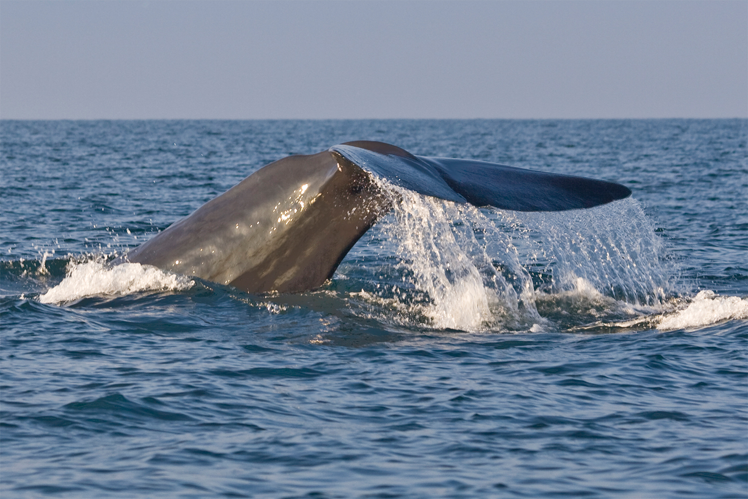 クジラに会える海　メリッサ